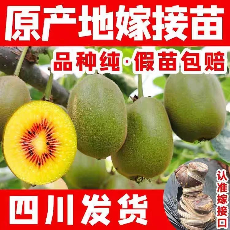 猕猴桃嫁接苗正宗苍溪红心猕猴桃奇异果黄心猕猴桃树绿心猕猴桃苗