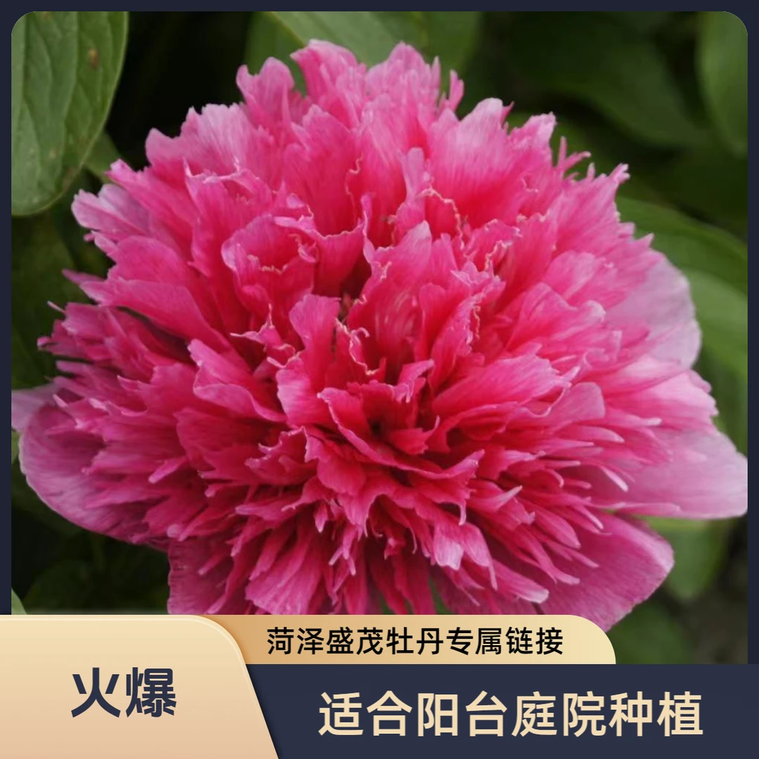 【玫瑰屋子】进口精品重瓣芍药苗耐旱耐寒适合阳台庭院