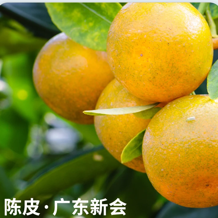 陈皮果香 花香水甜蜜韵送礼