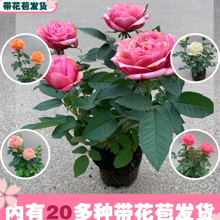 【盆栽月季】盆栽玫瑰 云南高原盆栽  迷你优质开花带花容易