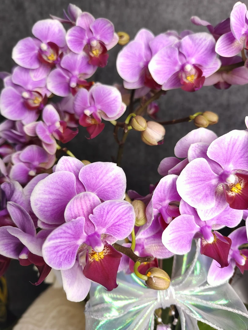鲜花蝴蝶兰《小甜甜》单花剑 带花带花苞 基地直发 阳台种植植株