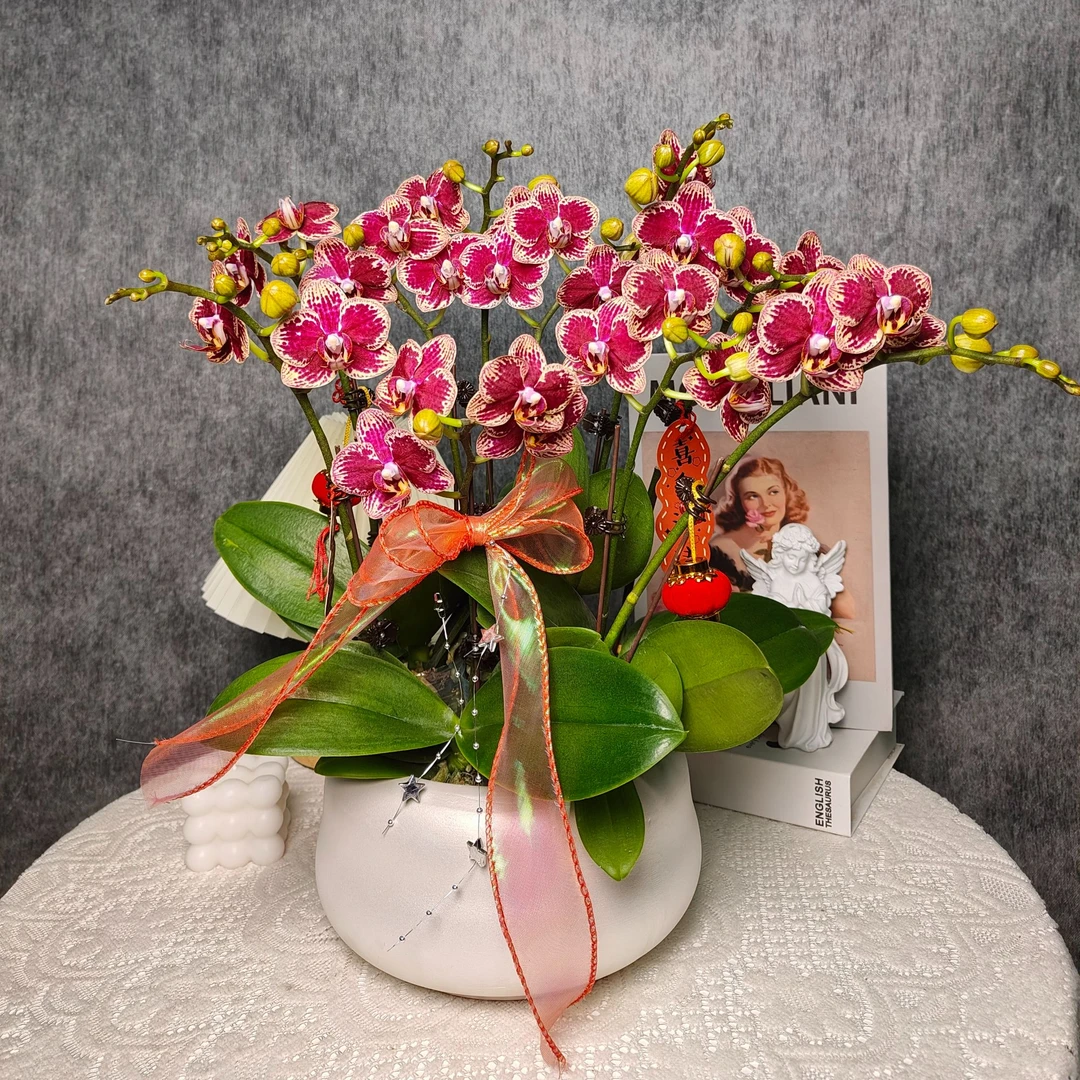 红蝴蝶兰《可乐》十花剑组盆 带花带花苞 种植基地直发新手非常好养