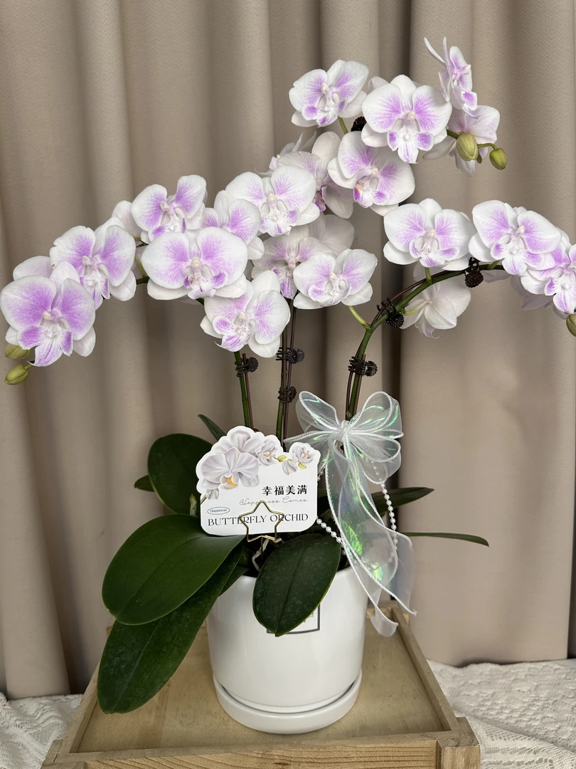 蝴蝶兰【白海豚】有花苞 室内花花 懒人好养 广州基地直发