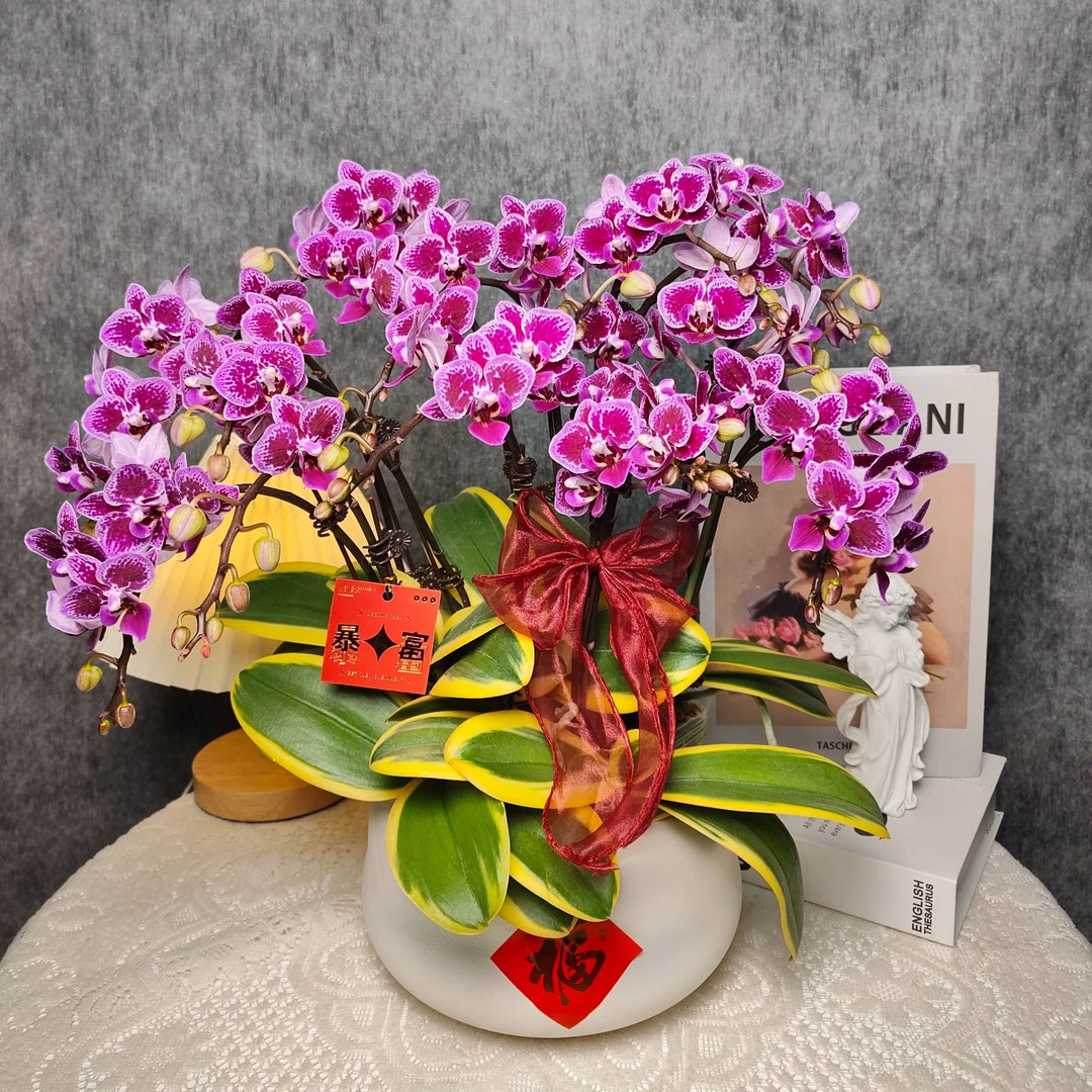 鲜花蝴蝶兰《金边蔓越莓》十支花剑盆栽 基地直发 阳台非常好养
