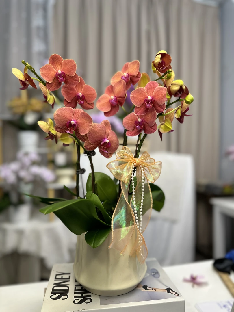 蝴蝶兰花【椪柑】 爱马仕橙带花苞 室内花花 懒人好养 广州基地直发