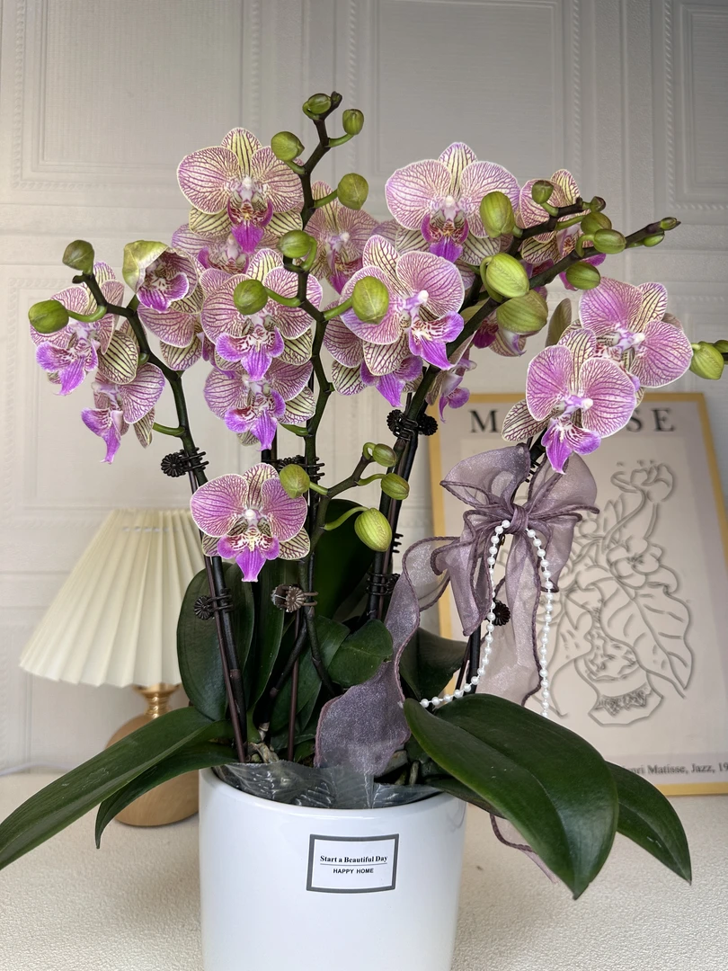 蝴蝶兰【梦幻水蜜桃】有花苞 室内花花 懒人好养 广州基地直发