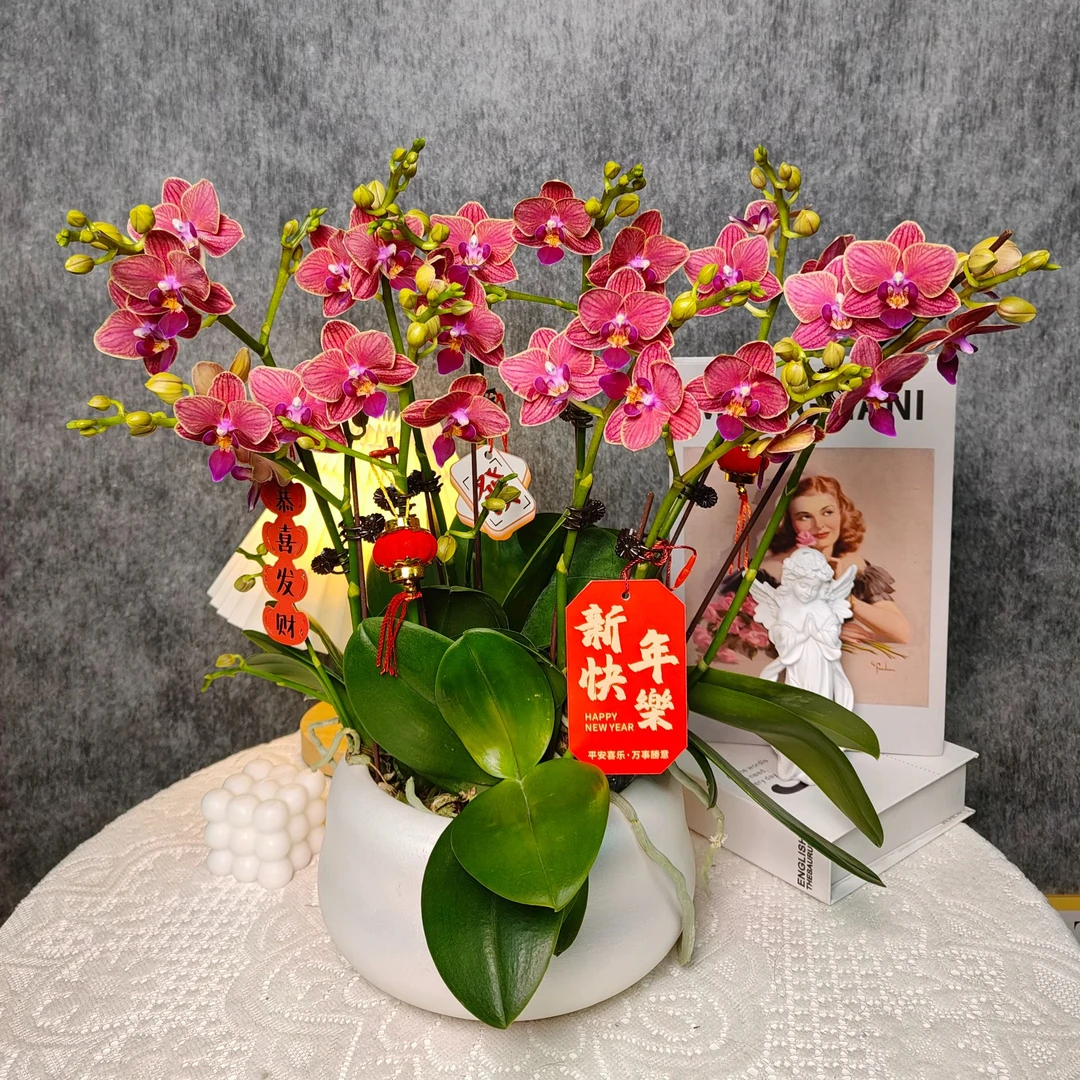 红色蝴蝶兰《金边玲珑》组盆 带花带花苞 种植基地直发新手非常好养