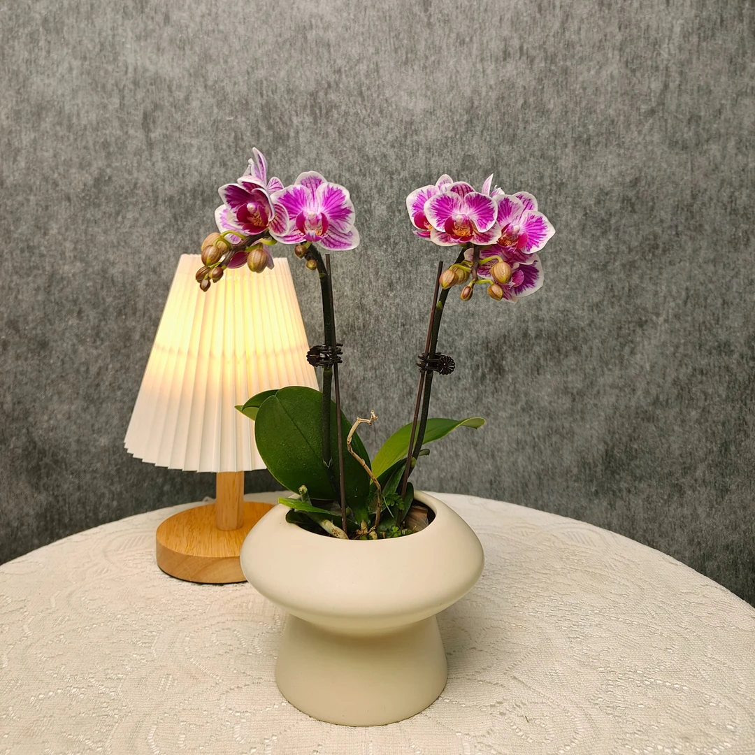蝴蝶兰《三色彩虹》双花剑带花带花苞 种植基地直发 非常好养植株