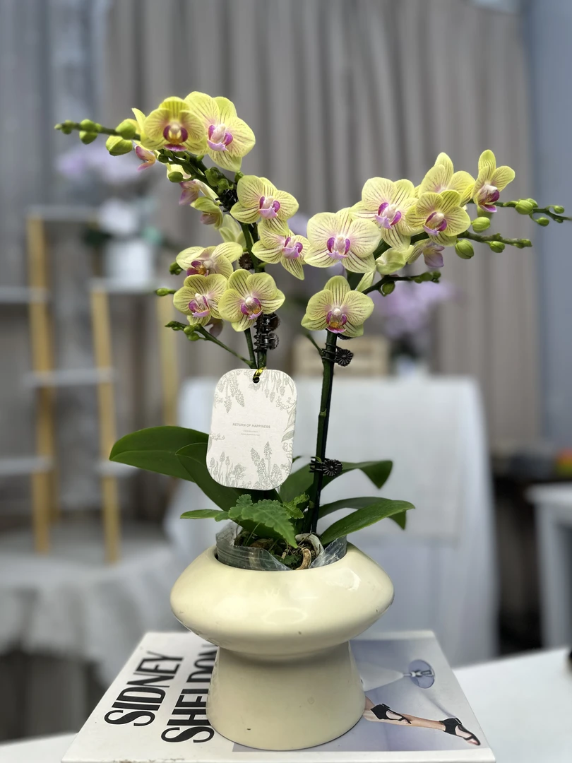 蝴蝶兰【芝士奶酪】有花苞 室内桌面高端花卉  广州基地直发
