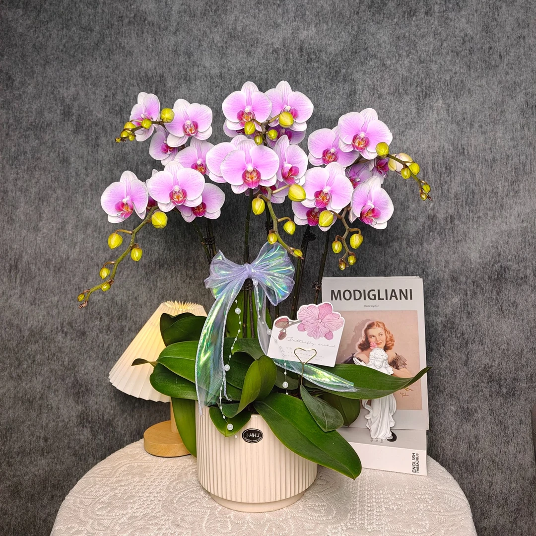 鲜花蝴蝶兰《粉钻》六颗盆栽 带花带花苞 非常好养基地生长种植植株