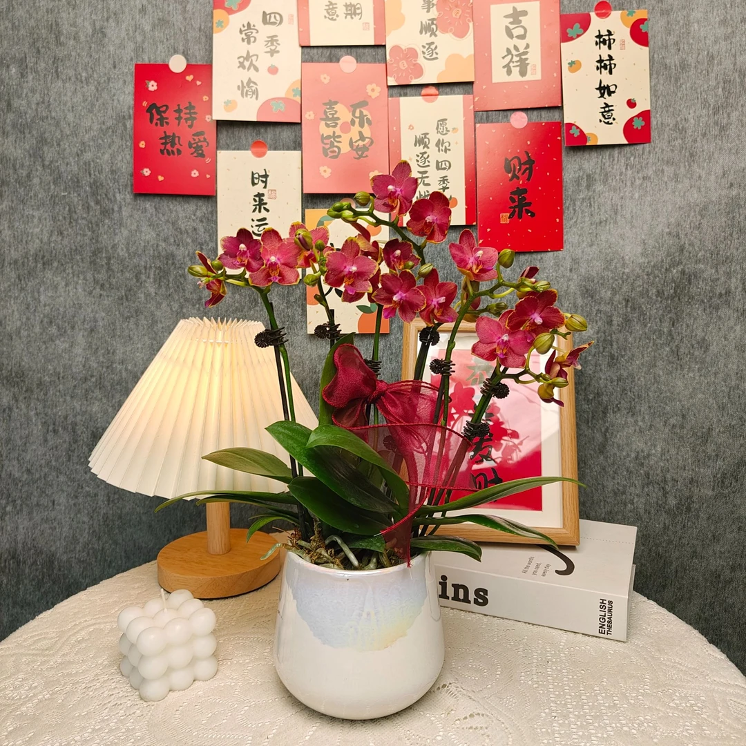 蝴蝶兰《金边番茄》艺术组盆 带花带花苞 种植基地直发 新手好养