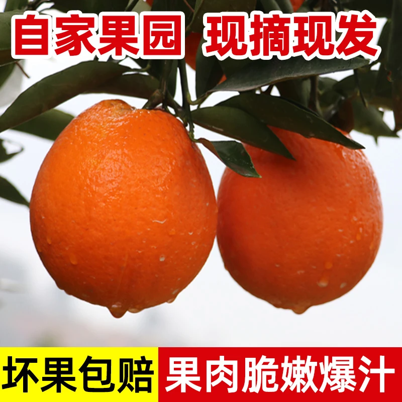 正宗赣南脐橙赣州正宗脐橙江西赣南橙子江西赣州赣南脐橙