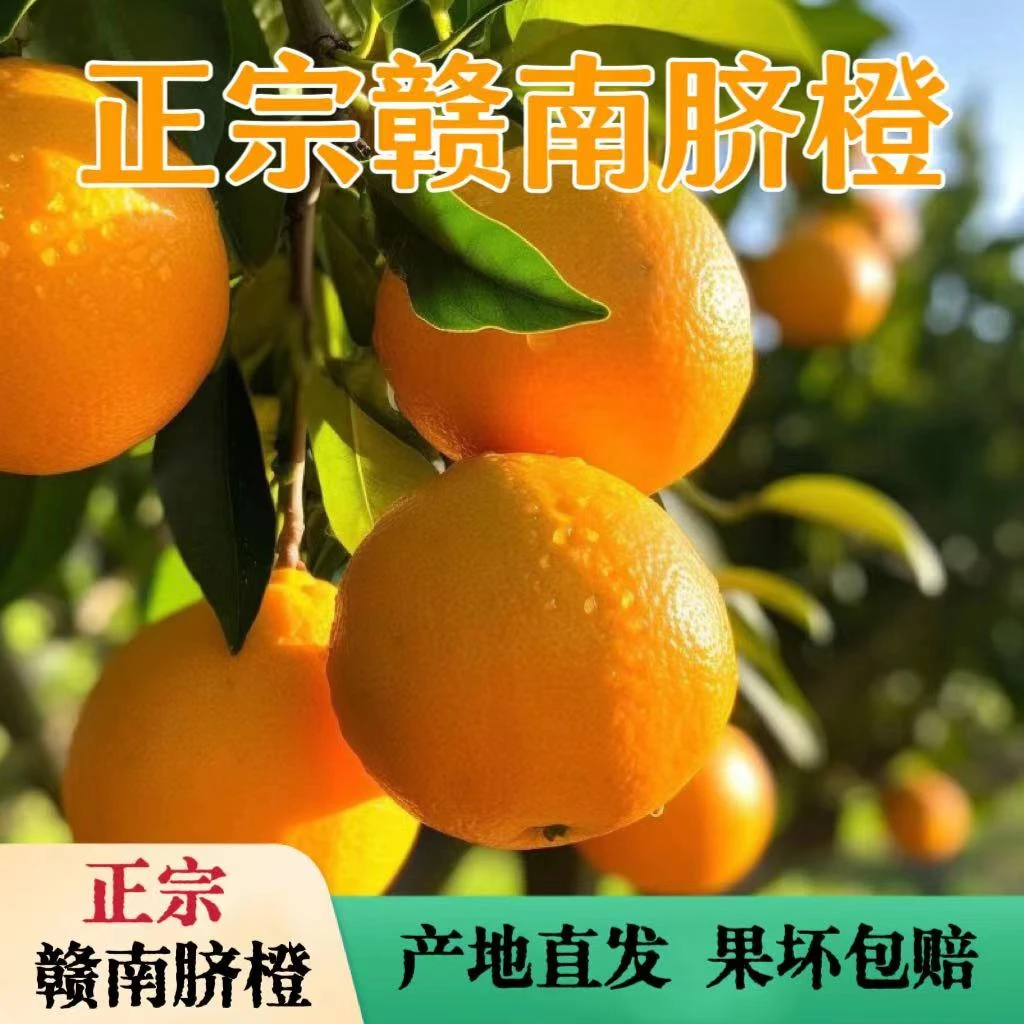赣南赣南赣南赣南脐橙正宗赣南脐橙橙子脐橙江西赣南特产