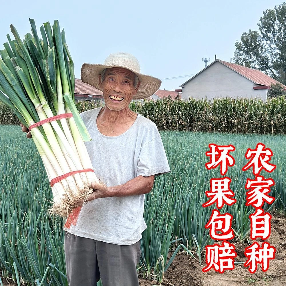 葱大葱山东大葱山东大葱新鲜铁杆大葱1斤自家种植现挖现发