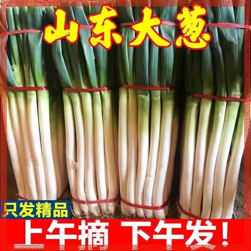 新鲜山东大葱葱大葱老少皆宜细丝炒菜生食调味姜葱大葱铁杆1斤