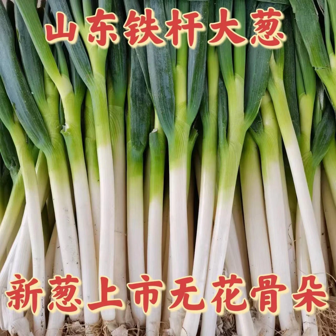 葱大葱山东大葱绿色葱白健康正宗山东大葱新鲜农家自种分葱1斤