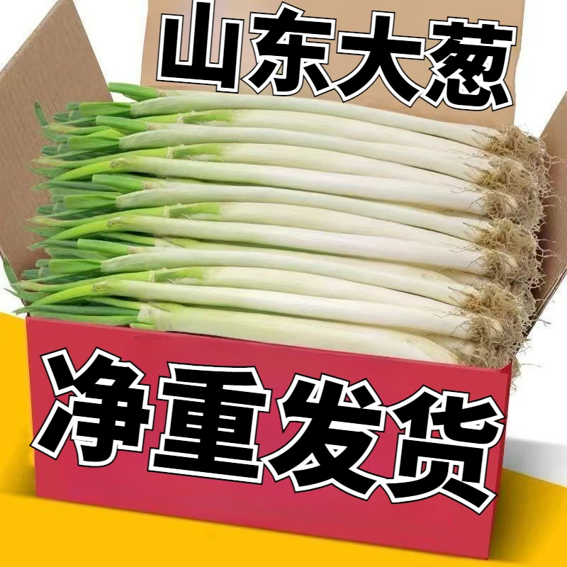 葱大葱山东大葱整箱新鲜大葱山东大葱批发大葱甜辣葱现摘清1斤