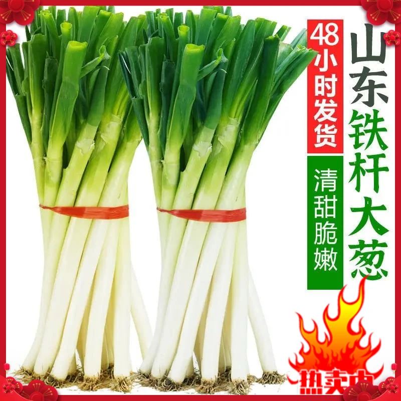 山东铁杆大葱葱大葱脆甜多汁微辣微甜山东葱1斤大葱新鲜食用蘸酱