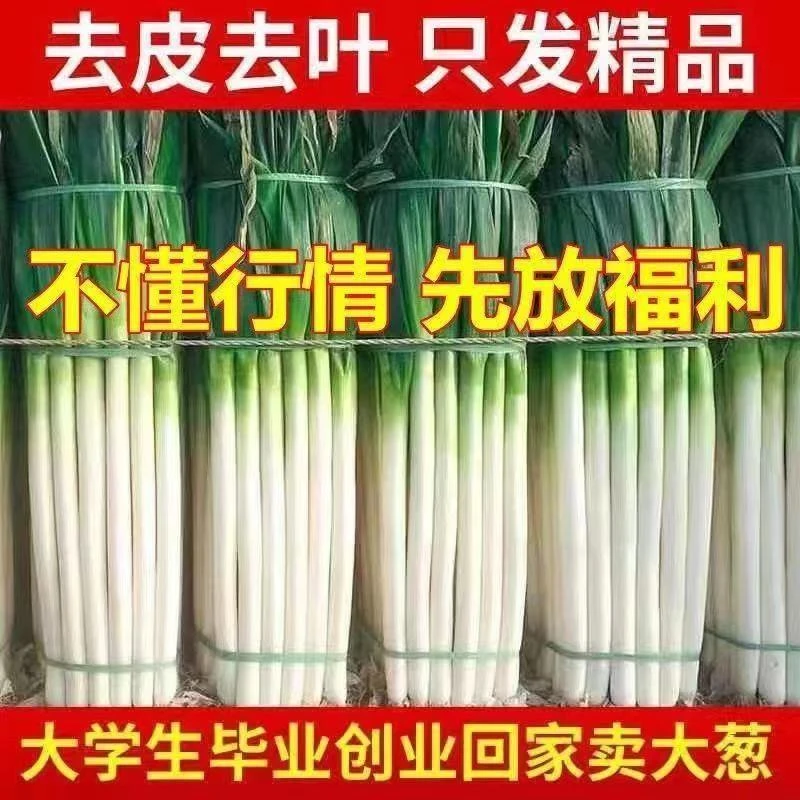 葱大葱山东大葱低价清仓正宗山东大葱铁杆1斤现发新鲜脆甜散装