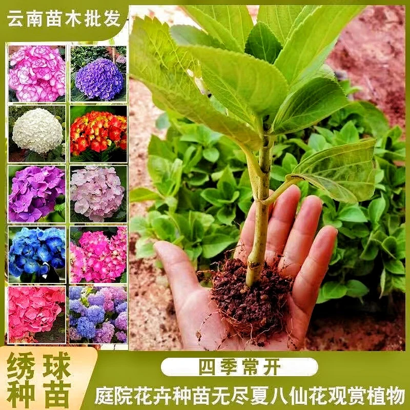 【10棵包邮】绣球花苗直销阳台庭院无尽夏八仙花盆栽地栽云南直发