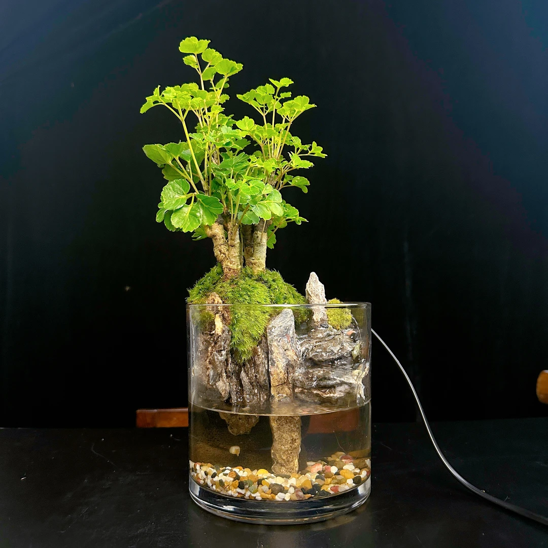 【小太阳】瑶瑶—福禄桐桌面绿植景观尺寸15*15cm