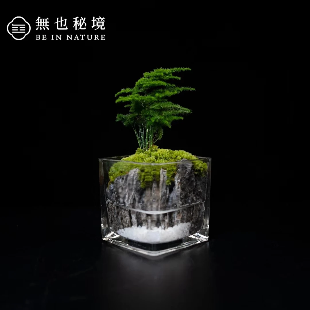 【特价】文竹—成品创意绿植景观10*10cm