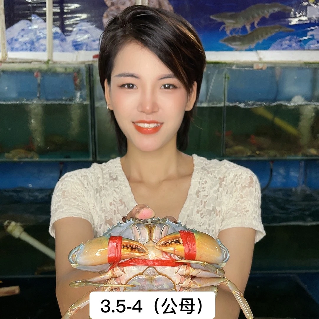 【5只装】肉蟹每只约3.5-4两肉蟹青蟹鲜活海蟹顺丰空运（勿放冰箱）