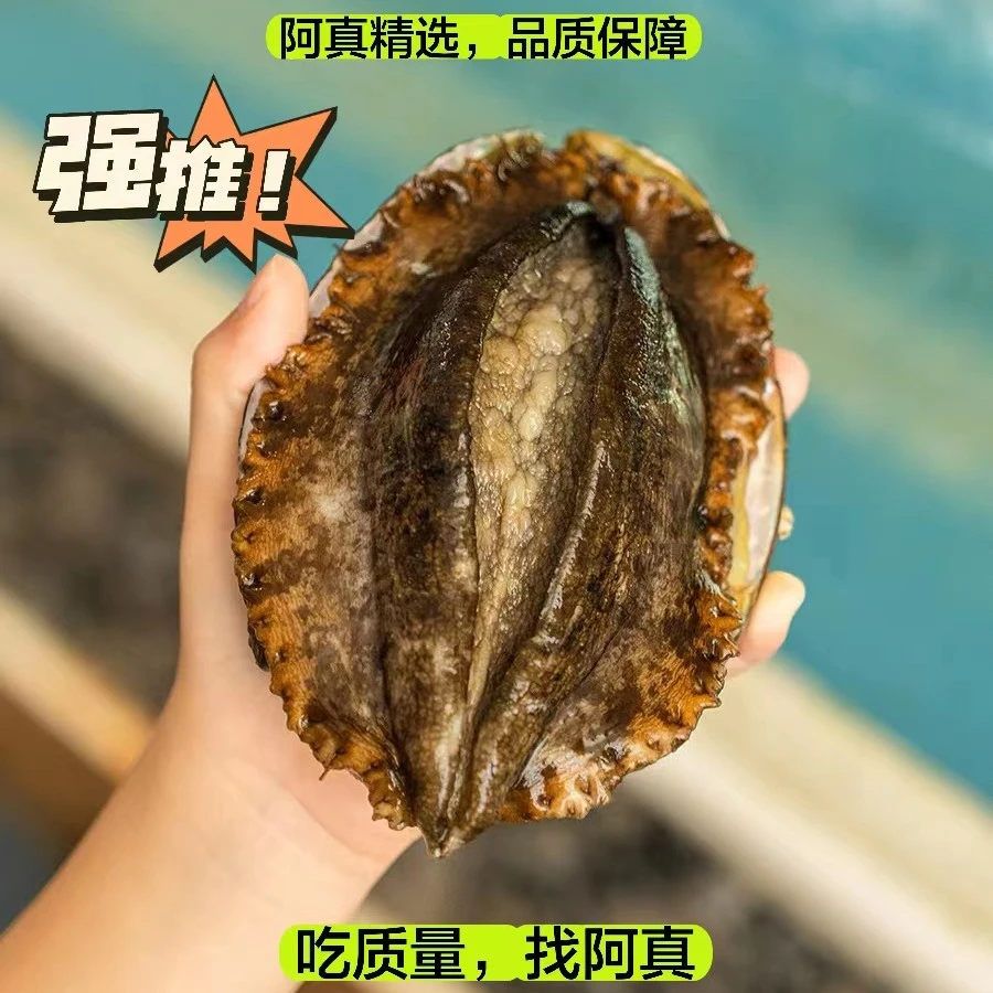 福建大鲍鱼3头一斤的原产地活鲜特大鲍鱼海鲜顺丰包邮（不包活）