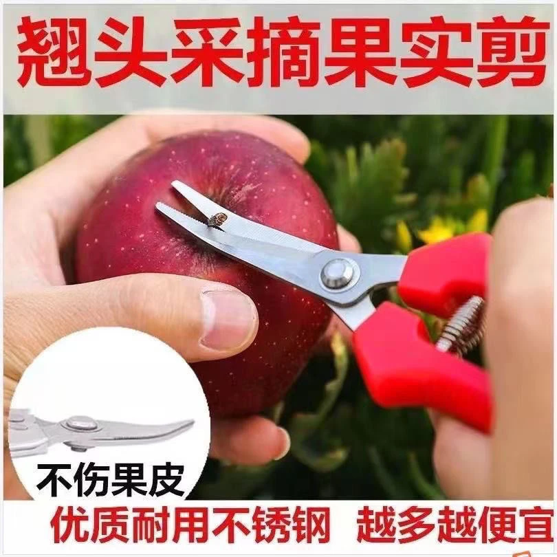 翘头采果剪不锈钢弯头剪刀摘葡萄西红柿桔子苹果砂糖橘摘果剪子