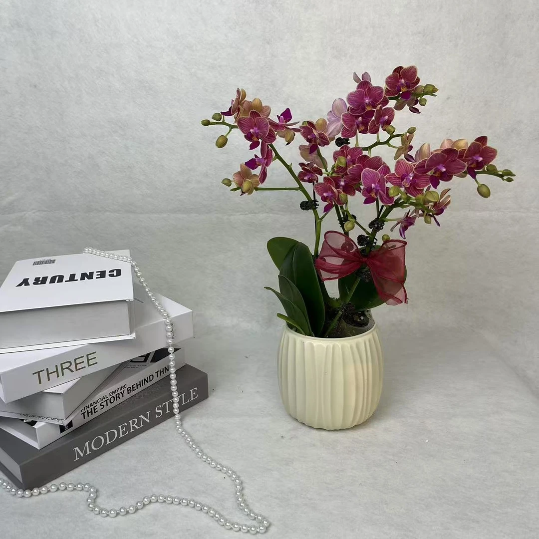 鲜花蝴蝶兰【金边玲珑】小组盆花期长带花带苞红高端室内绿植花卉