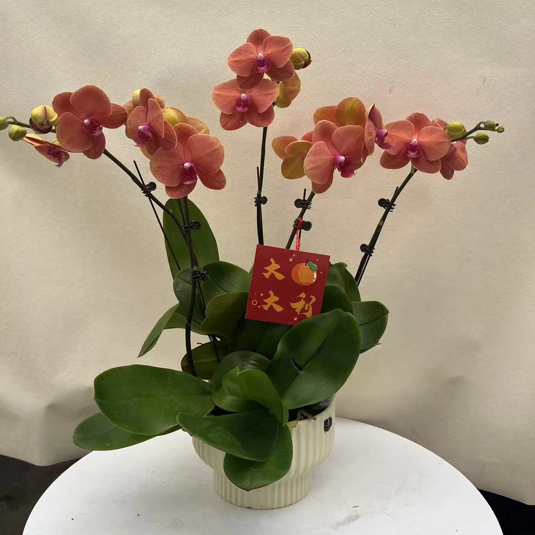 鲜花蝴蝶兰[金桔]3.0寸杯花色经典耐看带花带花苞美观基地直发