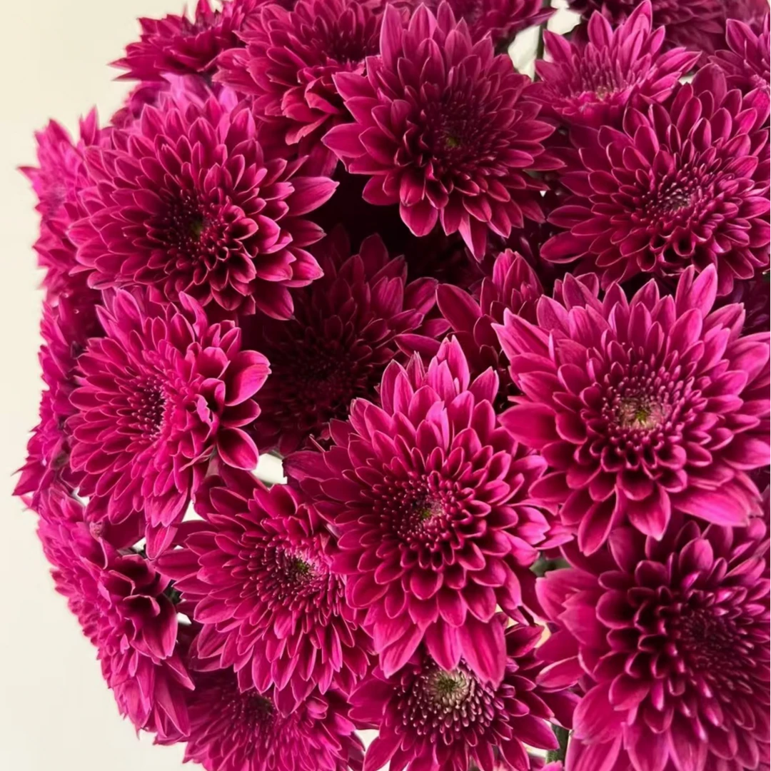 【紫丹特小菊】云南鲜花基地直发家用花材顺丰冷链发货