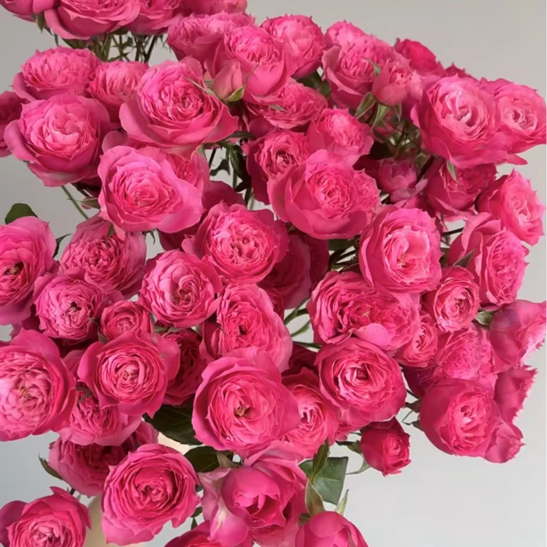 【苏菲宝贝多头玫瑰】云南鲜花基地直发家用花材顺丰冷链发货