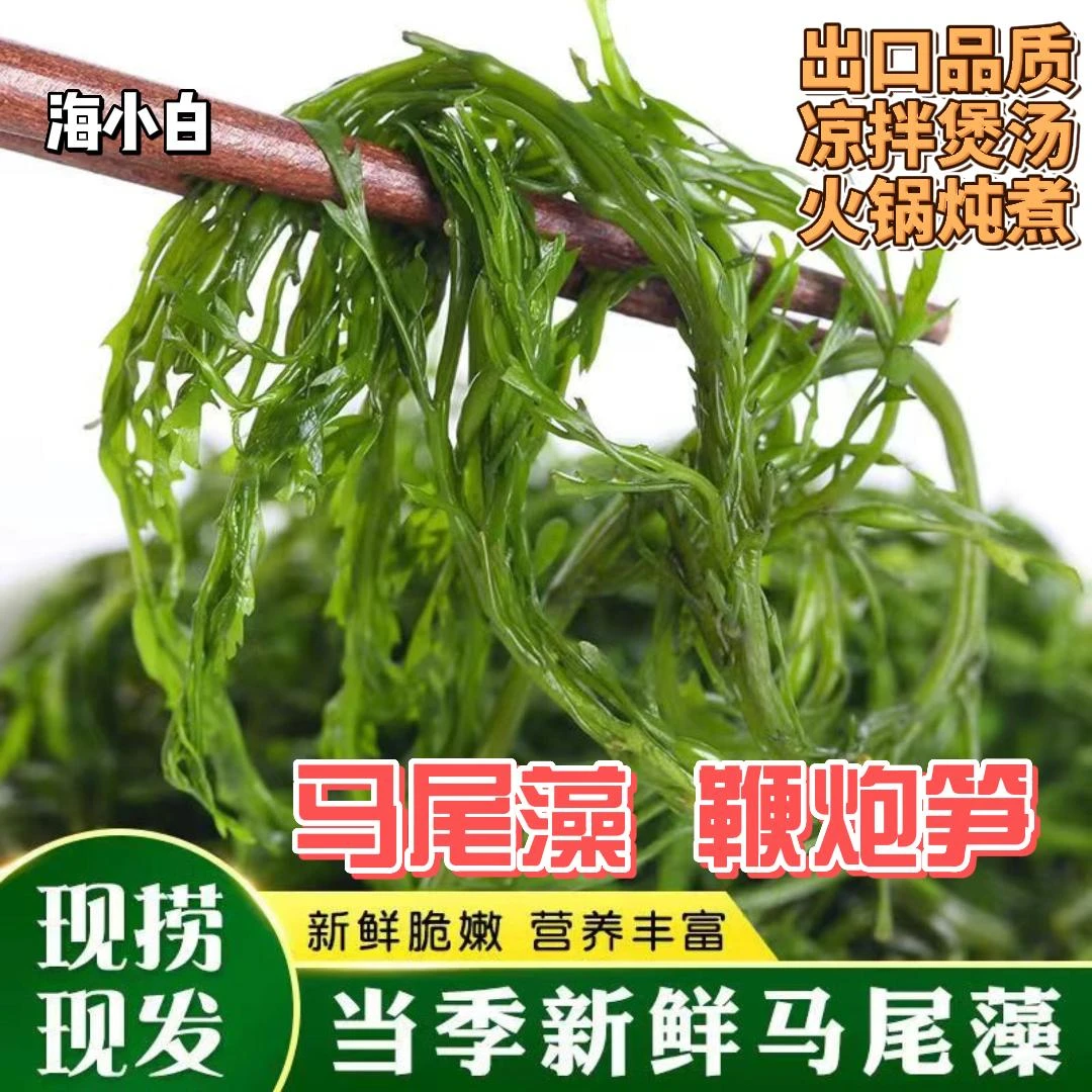 海小白 YL马尾藻盐渍 净重5斤 鞭炮笋 新鲜盐渍 涮火锅凉拌包子