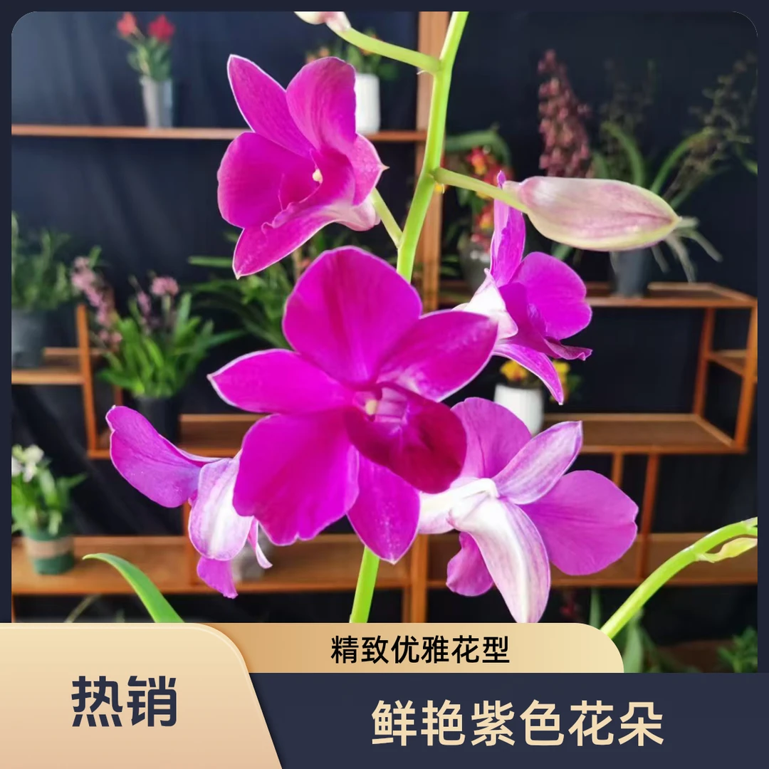 石斛兰（艳阳）花漂亮好养阳台窗台皆可养护/花期长新鲜盆栽