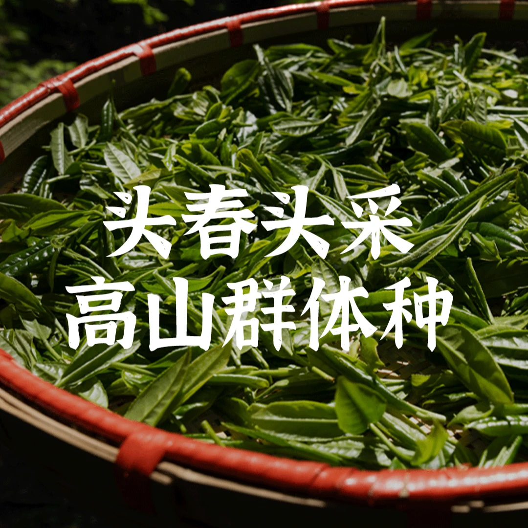 「花青素up!」单盒装-高货余香玫瑰红茶手工6窨头春头采