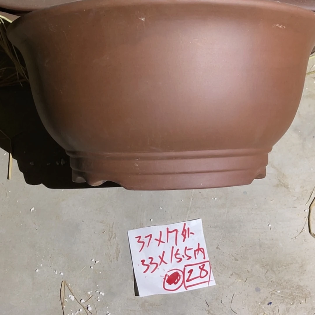 【闪购商品】紫砂20cm(含)-50cm(含)