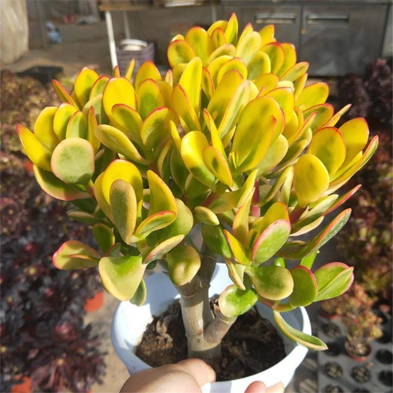 黄金花月多肉植物带杆子新手好养活盆栽红边玉树耐旱