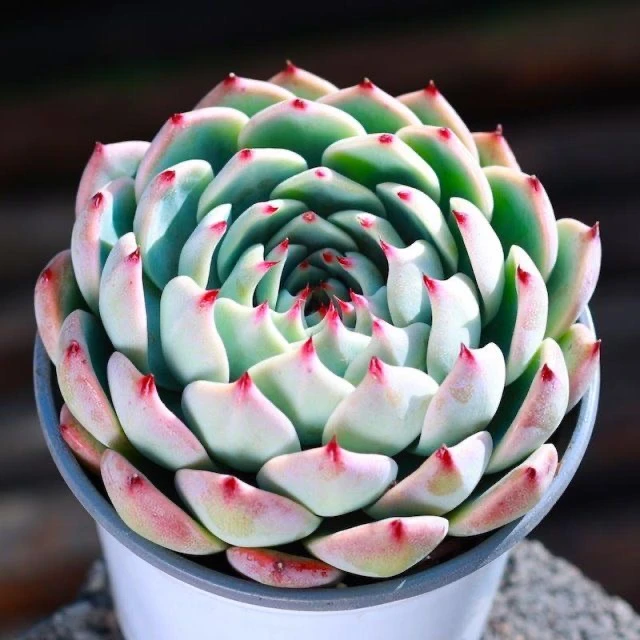 吉娃娃多肉植物超大棵盆栽莲花座绿植花卉可爱萌肉肉新手好养种植