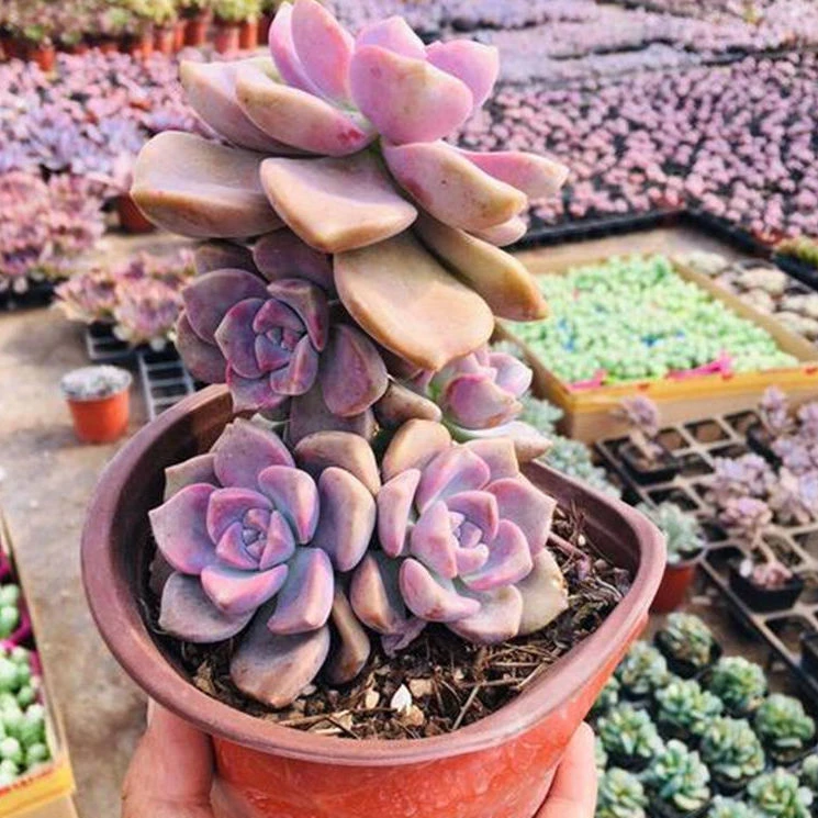 紫乐多肉植物大棵老桩群生盆栽阳台庭院绿植花卉新手好养简单