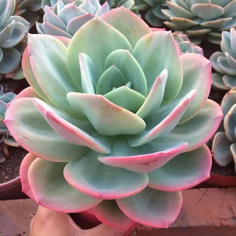 白凤多肉植物特大号盆栽绿植花卉露天好养新手阳台庭院肉肉简单
