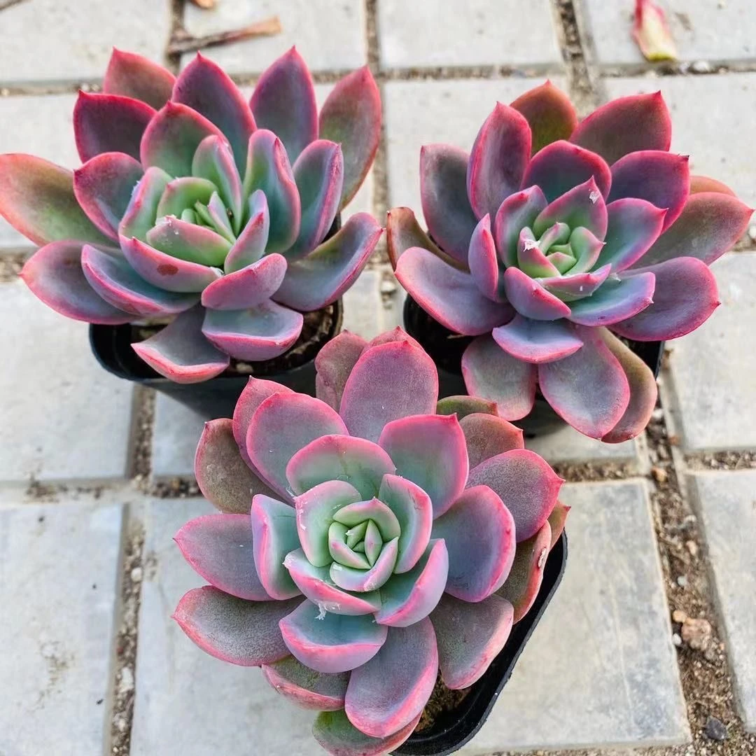 绮罗多肉植物大棵盆栽高档阳台露天可爱超萌懒人新手多肉肉肉简单