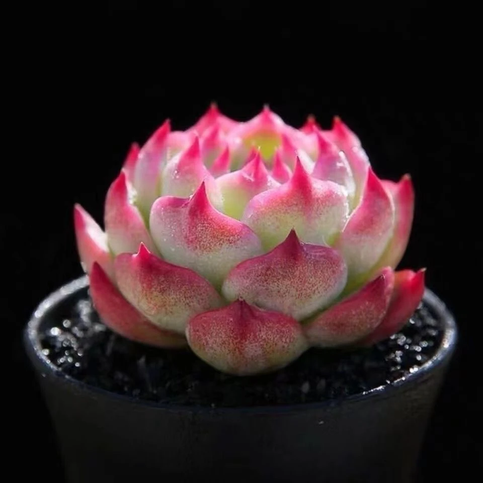 吉娃娃多肉植物超大棵盆栽莲花座绿植花卉可爱萌肉肉新手好养种植