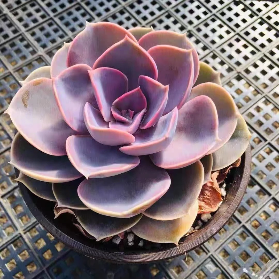 直播紫珍珠带原盆土