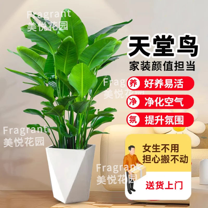 【亏米冲量】1.5-1.6米天堂鸟鹤望兰大型懒人绿植室内好养【拾玥美悦