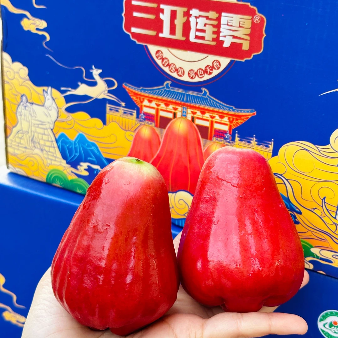 珍稀海南南鹿一号莲雾