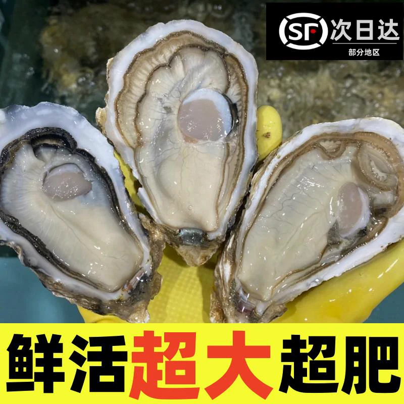 【鲜活生蚝】福建精品鲜活生蚝4.5斤(9-11个)(包鲜包肥包活)4+