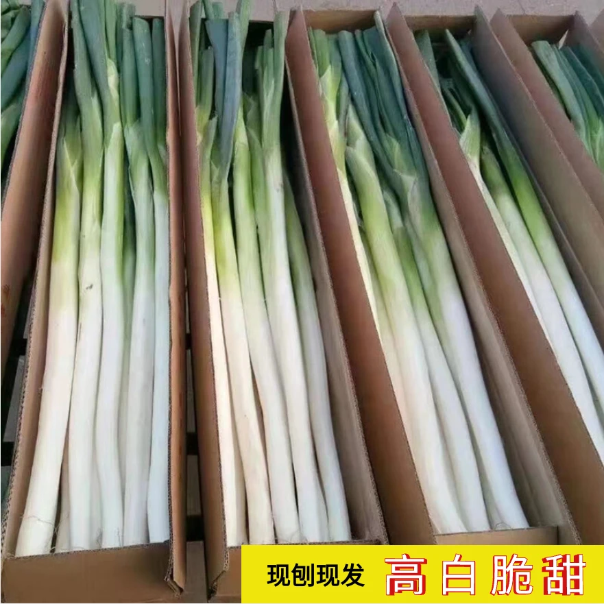 新鲜东北大葱长白葱现挖现发去皮裁半叶精品发货
