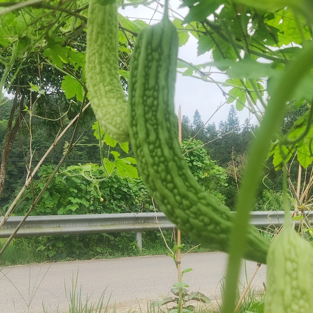 农家小院露天种植苦瓜