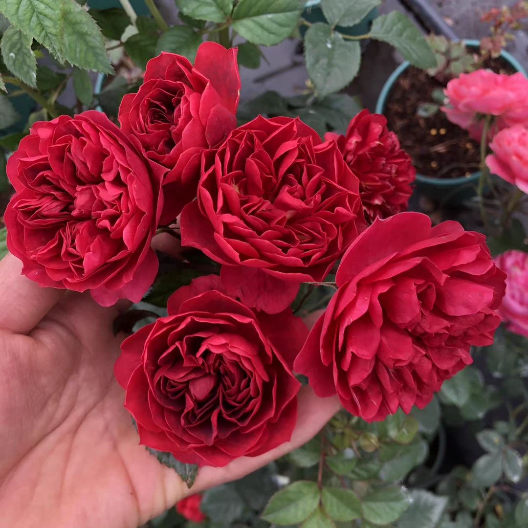 樱桃果汁 超新品丰花月季玫瑰花 四季开花阳台盆栽植物